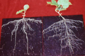 這是一張圖片 土壤添加木黴菌